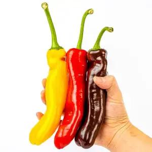 [전청프레시] 단맛이 꽉 찬 롱스위트 파프리카 5봉 10봉