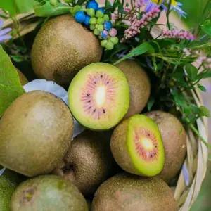 고당도 키위 돌담프룻 레드키위 제주산 참다래 다래