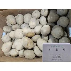 강원도 정선 씨감자 수미 4kg 보급종 감자씨