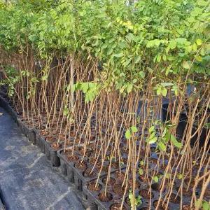 아카시아나무 묘목 헝가리 아카시아나무 포트묘 1셋트 5주