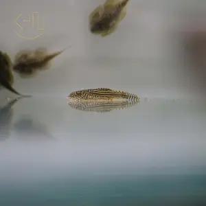 힐스트림 로치 (관상어, 열대어, 가오리비파, 청소물고기)