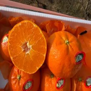 [푸드빌리지] 제주 만감류 설 명절 고급선물세트 한라봉 천혜향 레드향 3kg