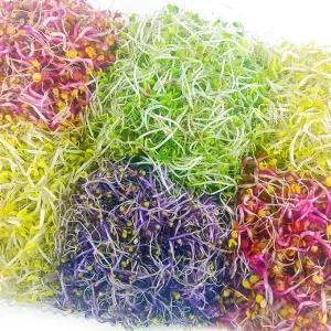 자연미가 새싹채소 6종모듬 1kg /부드럽고 아삭한 야채. 비빔밥 샐러드 다양한 음식에 첨가