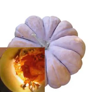 꼬레촌 늙은호박 맷돌 통호박 4kg~5kg 최상품