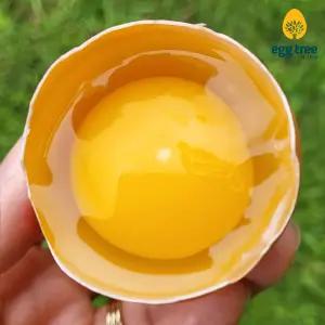 [농장직송]에그트리농장 안심 생계란  특란90구(30구x3)