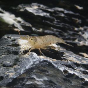 [웰컴펫] 생이새우 10마리