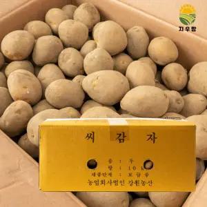 강원농산 정품 두백씨감자 10kg 주말농장 씨감자