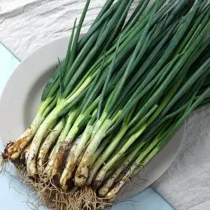 [미스터팜팜]당일수확 순천 쪽파 흙쪽파 2kg 농장직송