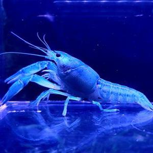 애완 가재 키우기 관상용 플로리다 허머 블루 가재1마리