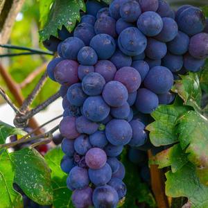 포도나무 묘목 2년생 삽목 중묘 포트묘 캠벨 거봉 MBA머루 유실수 과수 재배 수확