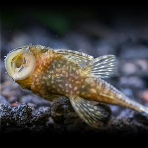 나나아쿠아 열대어 블랙 안시 숏핀 1마리 청소물고기