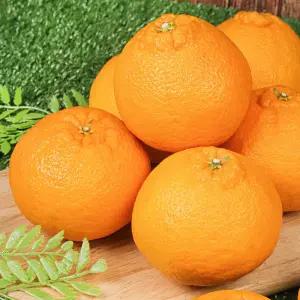 제주 가정용 노지 한라봉 4.5kg(중소과)25~35과 14브릭 이상