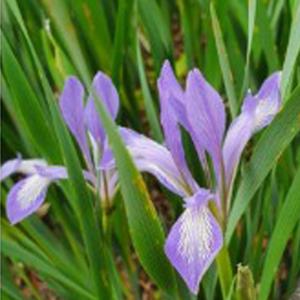 야생화 꽃씨 종자 타래붓꽃 씨앗 품종 100립