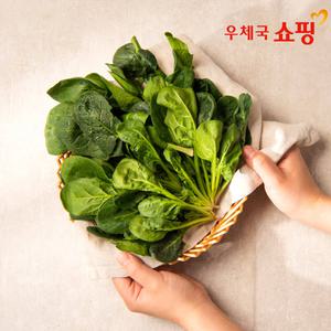 [우체국쇼핑] 달통농장 영양을 가득담은 시금치_1kg/2kg