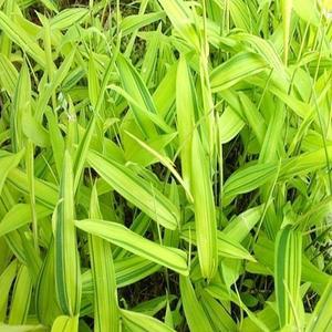 노란무늬사사_4치포트(5개묶음)대나무/조경수/정원수/묘목/A0899