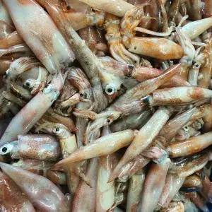 자연산 생물 급냉 총알한치 1kg(30~50미 내외) 500g 2팩