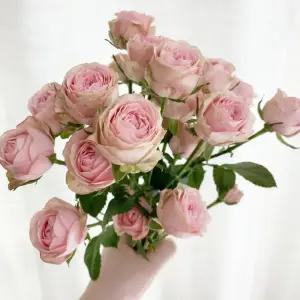 오후의 꽃 자나장미 미니 장미 로즈데이 꽃다발 생화 택배 꽃구독