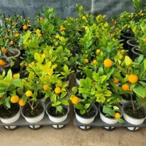 레몬 묘목 나무 집들이 선물 반려 식물