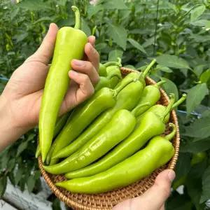 국내산 당조고추 1kg