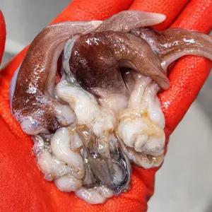 여수 손질 새조개 200g