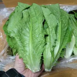 상추 통로메인 담배상추 2kg 발품장터