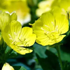 40000립씨앗 원예 달맞이꽃 종자 야생화씨앗 달맞이꽃원예 (WFKBYQ1)