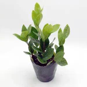 금전수 부귀영화행운 돈나무 공기정화식물 반려식물