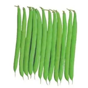 10g 채소종자씨 종자 채소씨 강남콩씨종자 그린빈스씨앗 (WFKBY5V)