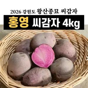 강원도 왕산종묘 홍영 보라색 씨감자 4kg