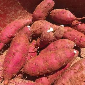 해남 꿀고구마 10kg 특상