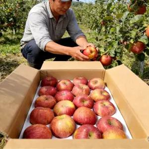 경북 정품사과 명절 제수용 당도선별 2kg 8과내외