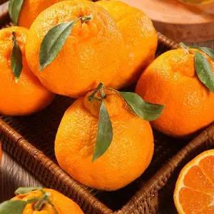 제주 고당도 한라봉 실중량 4.5kg 못난이