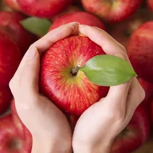 충주 사과 5kg (17-21과/14-16과/11-13과)