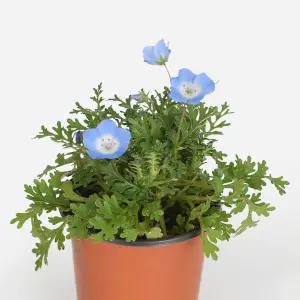 네모필라 소형 야생화 인테리어 반려식물 꽃모종