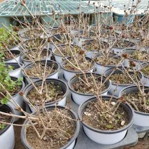 미스김 라일락 3년생 5치포트 키20cm 1주조경수 묘목 꽃