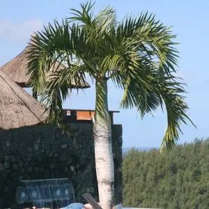 곤봉야자 씨앗 5립 / Spindle Palm / 야자나무 / 종자 희귀씨앗 (5-B)