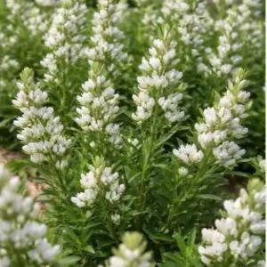 비수리 씨앗 · 1000립 · 야관문, 약용 야생식물 (FC)