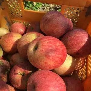 경북 청송 밀양 얼음골 고당도 부사 가정용 사과 5KG