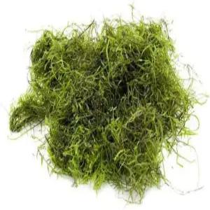 자바 모스 베시큘리아 두비아나4x6cm 라이브 수족관 식물