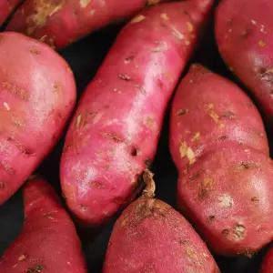 꿀밤고구마 (세척) 5kg 한입