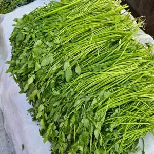 미나리 500g 내외 x 2단 / 1kg