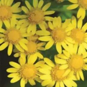 50립 씨앗 품종 야생화 국화 종자 감국화 여름꽃