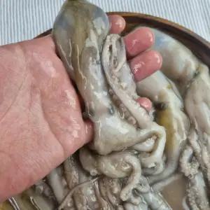 서해안 급냉 활 낙지 6미 (총900g내외) 냉동낙지 중국산 통낙지