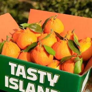 [서귀포산] 서귀포 새콤달콤 한라봉 4kg 꼬꼬마 / 한정판매