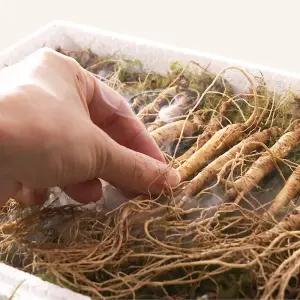 진삼애 강원도 산양삼 선물세트 김성태 5년근 6년근 20뿌리 산삼 산양삼 장뇌삼