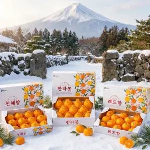 설 명절*기간큰행사*한라봉 천혜향 레드향 특대과 명품 프리미엄 선물셋트 고당도보장100%한라봉3k대과13-15