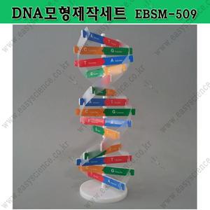 DNA모형만들기키트/DNA모델제작세트/이지과학실험/바이오 생명키트/스팀과학실험