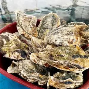 산지 통영 석화굴 10kg