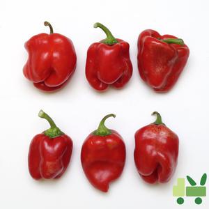 홍피망 10Kg (보통)