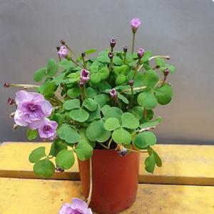 폼폼사랑초( 자고나면 잎이 생기는아이에요) 꽃이피고지고해요